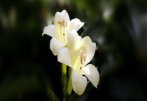 适合室内养的植物有哪些？每种植物的特点都不一样