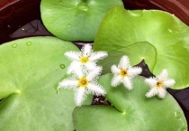 金鱼吃一叶莲吗？