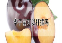李子苗可以扦插吗？