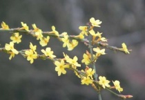 迎春花的生长变化过程