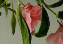 海娜花有毒吗？