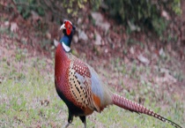 山鸡常见疾病防治技术 附其主要症状