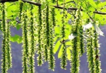 榆钱是榆树的花还是种子