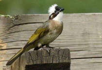 白头鹎可以家养吗？