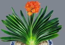 君子兰种子可以直接种土里吗？