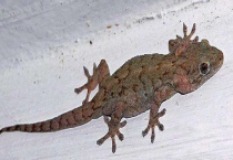 壁虎吃什么 会不会咬人 有毒吗？