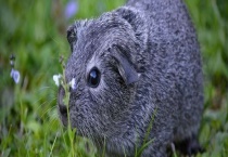 豚鼠的简介 多少钱一只 吃什么食物