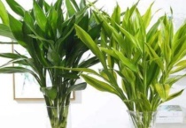 富贵竹可以剪掉一截再插水里吗？