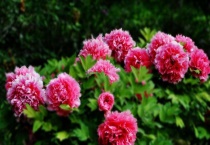 真假牡丹花根区别？