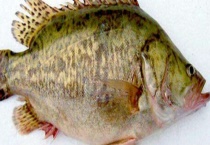 桂鱼是淡水鱼还是海鱼？常见品种有哪些？