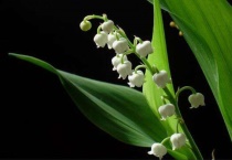 铃兰烂根是怎么样的