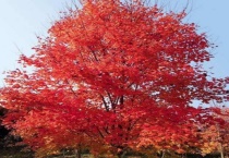 红枫开花是怎么回事