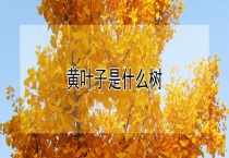 黄叶子是什么树