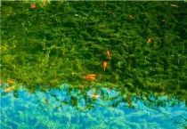 金鱼和锦鲤哪个好养