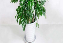 绿宝树掉叶子的原因以及解决方法 可以喷洒药剂防治