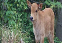 小牛饲养注意事项 附初生小牛能否消化草料