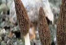 鹿花菌和羊肚菌有什么不同 附羊肚菌营养价值