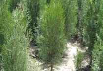 侧柏种子长什么样