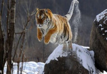 12生肖国家保护动物有哪几个