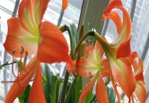 对红不开花怎么多久？