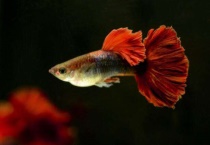 孔雀鱼烧尾和烂尾区别？