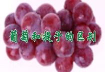 葡萄和提子的区别？
