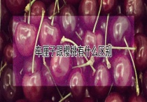 车厘子跟樱桃有什么区别？？