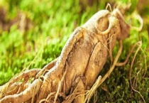 人参和西洋参有哪些不同 附人参和西洋参的吃法