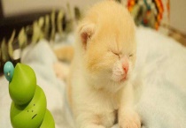怎么养没睁眼的小猫 有哪些要点