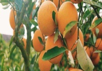 橙树什么时候开花 附地理分布
