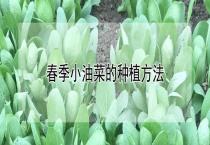 春季小油菜的种植多久？