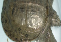 甲鱼是不是保护动物 关于甲鱼的介绍