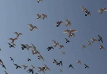 鸽子怎么分公母？附乳鸽怎么分公母