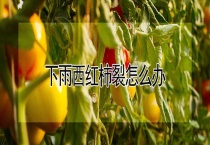 下雨西红柿裂怎么办？