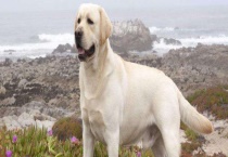 拉布拉多犬和金毛有什么区别？ 外形和性格等方面都区别？较大