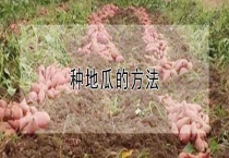 种地瓜的多久？