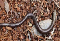 帝王蛇蜥有毒吗？和蛇的区别？在哪