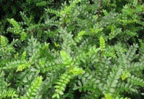 胡椒木是驱蚊草吗？