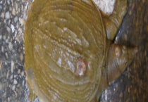 杀老鳖的方法 老鳖有哪些食用禁忌