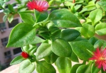 田七盆栽的种植多久？