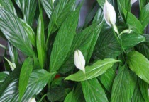 一帆风顺的养殖方法 一帆风顺怎样换盆