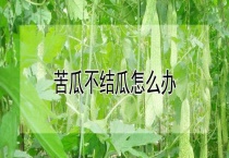 苦瓜不结瓜怎么办？