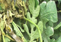 西瓜白粉病的防治方法 为害症状有哪些？