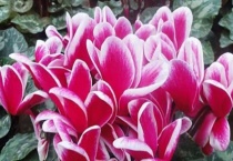 仙客来烂根怎么补救