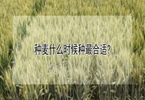 种麦什么时候种最合适？