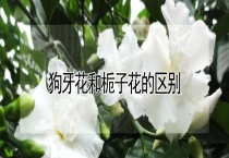 狗牙花和栀子花的区别？