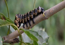 茶蚕 附形态特征与防治多久？