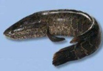 黑鱼用自来水养会死吗？