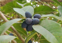 桂花籽什么时候采摘