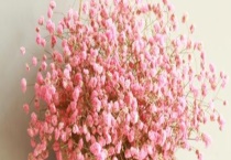 满天星干花怎么制作 有三种多久？